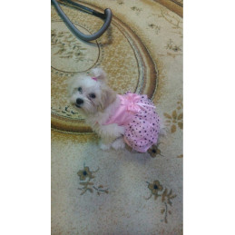 Robe rose pour femelle