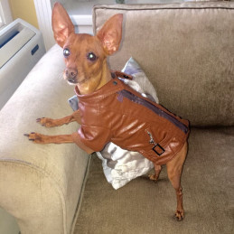 veste pour chihuahua