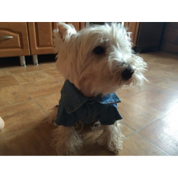 chemise jean pour chien