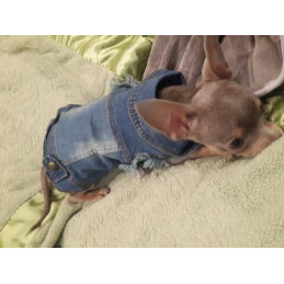 chihuahua avec veste de jean