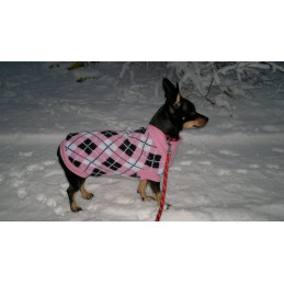 Pull pour pinscher nain