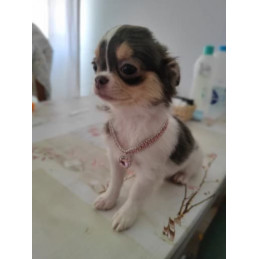collier strass pour petit chien