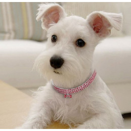 collier strass pour petit chien