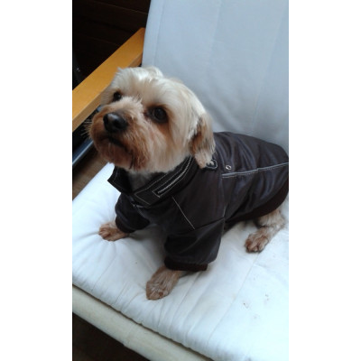 Manteau mode pour chien