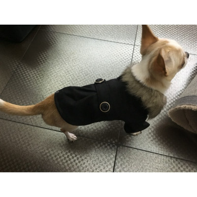 chihuahua habillé avec manteau