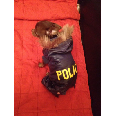Doudoune pour chihuahua