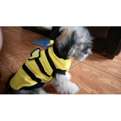 déguisement d'abeille pour petit chien