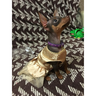 Pinscher nain en robe de soirée