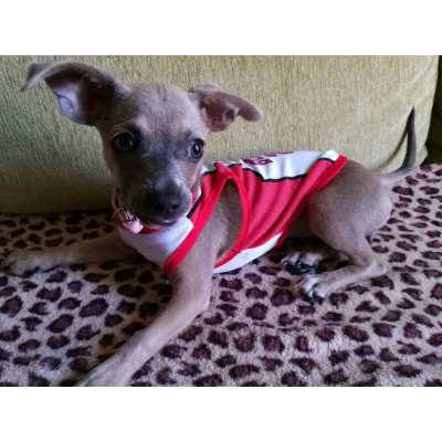 Maillot NBA pour chien