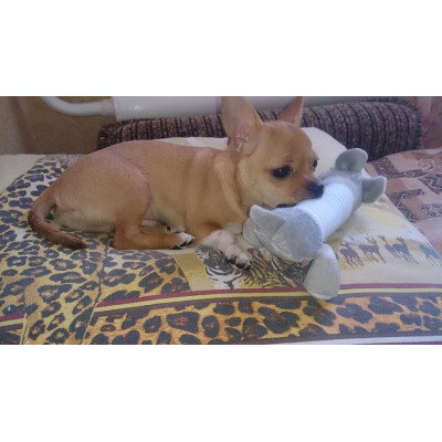 Chihuahua joue avec peluche