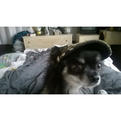 casquette pour chihuahua