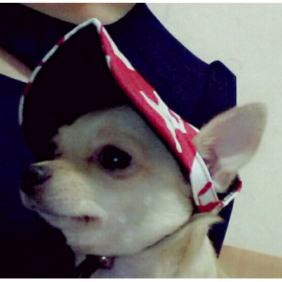 Casquette pour chihuahua