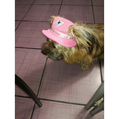 Chapeau pour chien