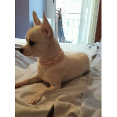 Bijou perles pour chihuahua