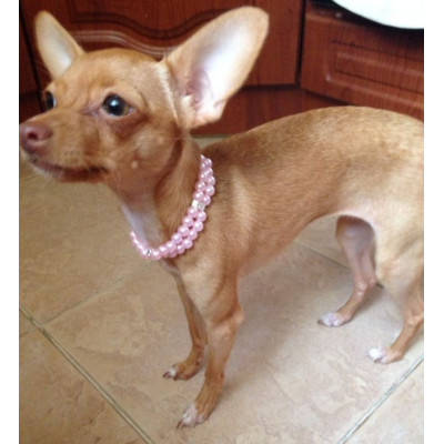 Bijou pour chihuahua