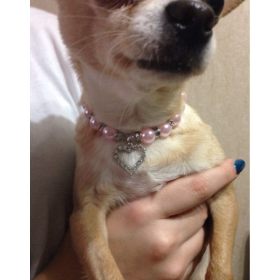bijou pour chihuahua