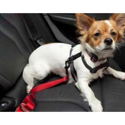 Ceinture de sécurité pour Chien pour Voiture # Laisse de Voiture