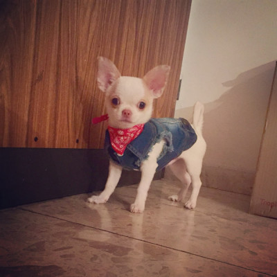 Bandana pour chihuahua