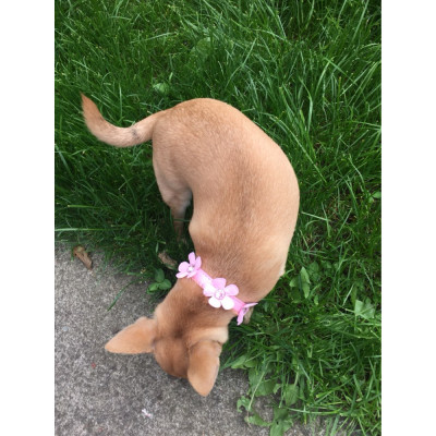 Collier avec fleurs roses pour petit chien