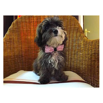 noeud pap pour petit chien