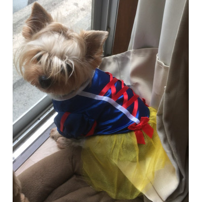 Robe de blanche-neige pour chien