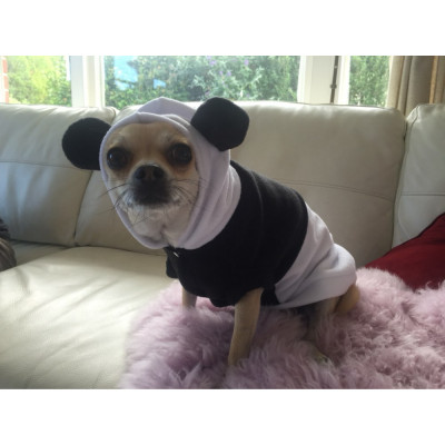 Tenue de panda pour chihuahua