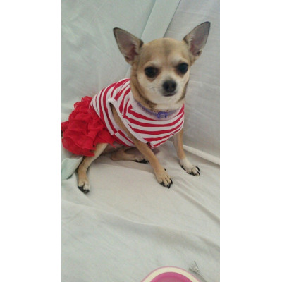 maillot avec froufrou pour chien