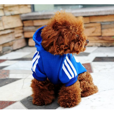 chien en sweat de sport