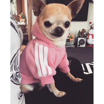 adidog pour chihuahua