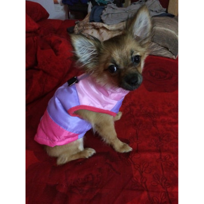 doudoune avec attache laisse pour chien