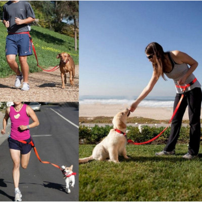 accessoire de sport pour chien