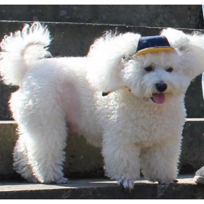 chien porte casquette