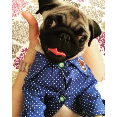 chien porte chemise