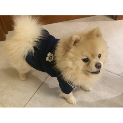 pull stylé pour chien