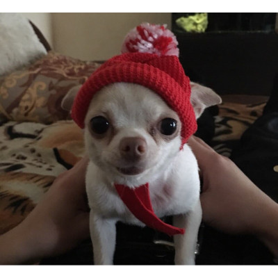 Bonnet tricoté pour chihuahua