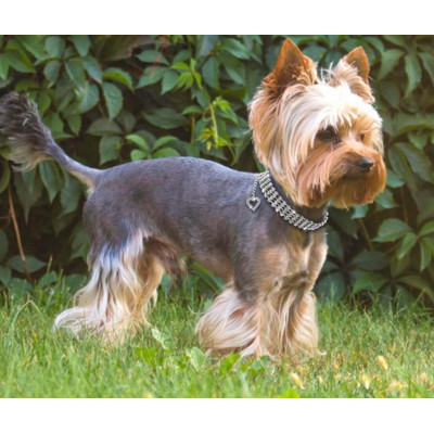 Bijou strass pour petit chien