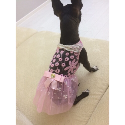 Robe transparente pour chihuahua