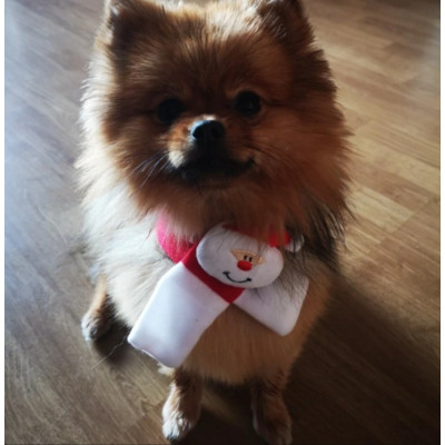 tour de cou de Noël pour chien