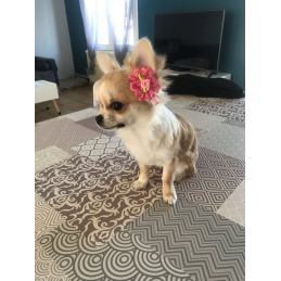 chihuahua avec barrette dentelle rose