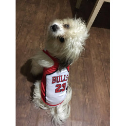 maillot basket nba pour chien