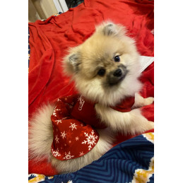 robe rouge de fête de noël pour petit chien