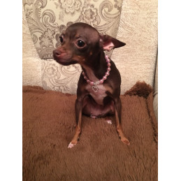 bijou perles pour chihuahua