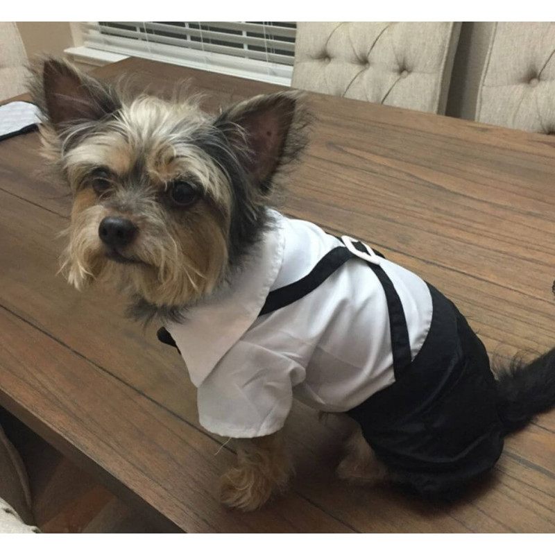 Pantalon à bretelles avec chemise pour chien