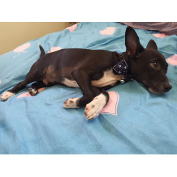 noeud papillon marin pour chien