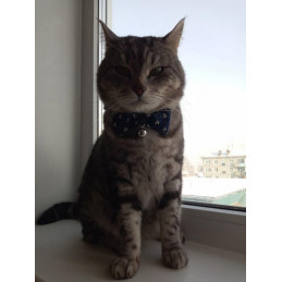 noeud papillon pour chat