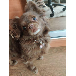 bijou pendentif pour chihuahua