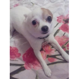 pendentif os strass pour chihuahua