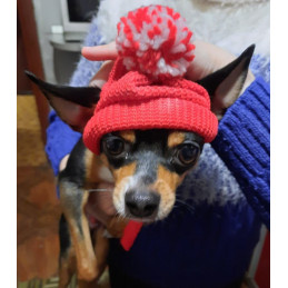 bonnet tricot avec pompon pour chien