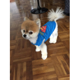 maillot superman pour petit chien
