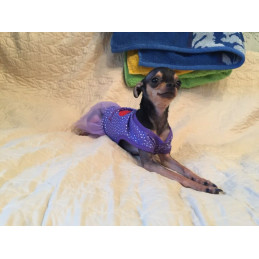 chihuahua avec débardeur robe